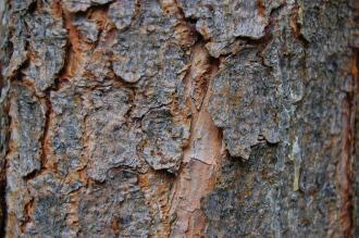 Pinus banksiana bark (18,02,2012, Kew, London)