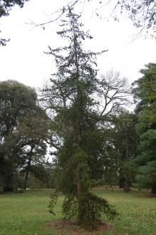 Pinus banksiana (18,02,2012, Kew, London)