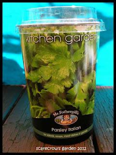 Italian Parsley Pot