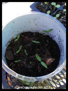 Italian Parsley Pot