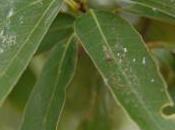 Plant Week: Quercus Myrsinifolia