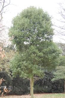 Quercus myrsinifolia (18/02/2012/ Kew, London)