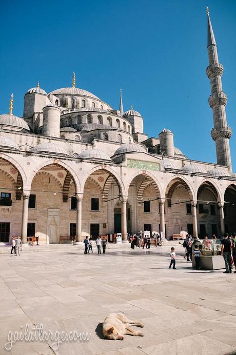 gailatlarge-a nap in the courtyard of Sultan Ahmet Camii (Blue Mosque), Istanbul