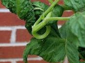 More Weedkiller Problem