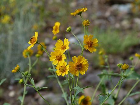 Where the Wildflowers Grow