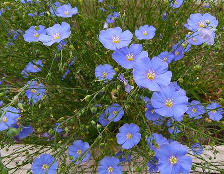 Where the Wildflowers Grow