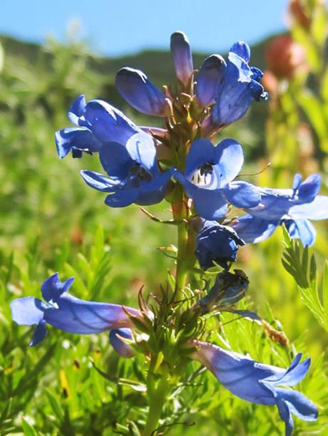 Where the Wildflowers Grow