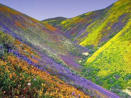 The Kaleidoscope Of Colours In The Valley Of Flowers, Uttarakhand