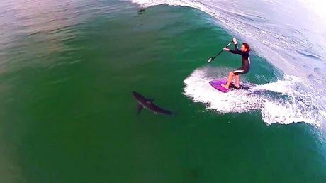How about Great White Shark Paddling, USA
