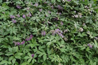 Hydrophyllum virginianum (22/05/2016, Kew Gardens, London)