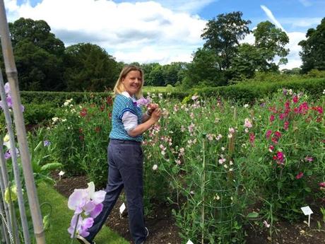 picking sweet peas