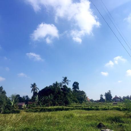 Rice fields, Ubud