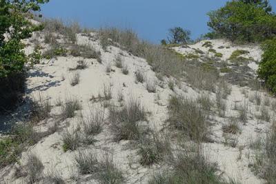 WALK IN THE DUNES: Cape Henlopen State Park, Delaware