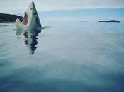 Reasons Obsessed with Shark Week