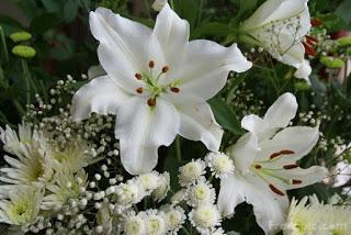 Image: Picture of White Lillies in June (c) FreeFoto.com. Photographer: Ian Britton