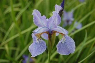 Iris sibirica 'Perry's Blue' Flower (22/05/2016, Kew Gardens, London)
