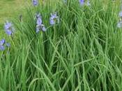 Iris Sibirica ‘Perry’s Blue’