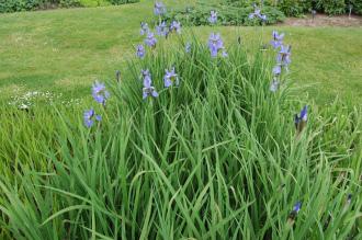 Iris sibirica 'Perry's Blue' (22/05/2016, Kew Gardens, London)
