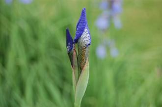 Iris sibirica 'Perry's Blue' Flower Bud (22/05/2016, Kew Gardens, London)