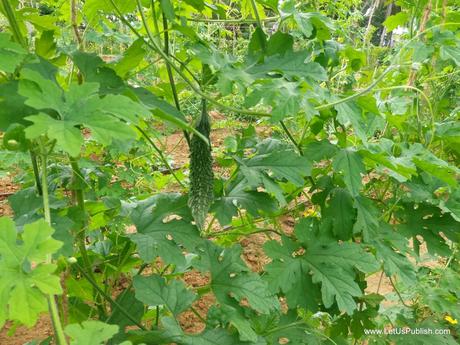 Travel Log – Kairali Ayurvedic Health Resort, Palakkad Kerala