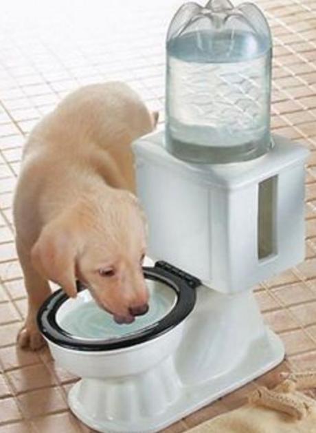 Cool Down Your Dog But Making Sure It Has Plenty of Water