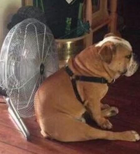 Cool Down Your Dog With a Fan