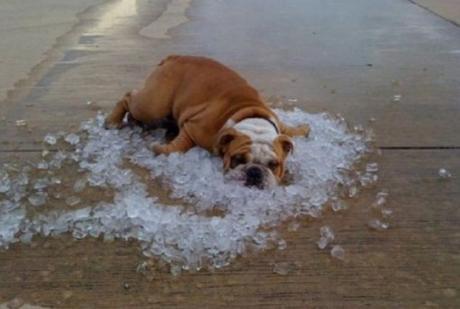 Cool Down Your Dog With a Ice