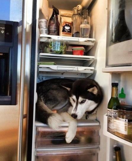 Cool Down Your Dog With a Fridge