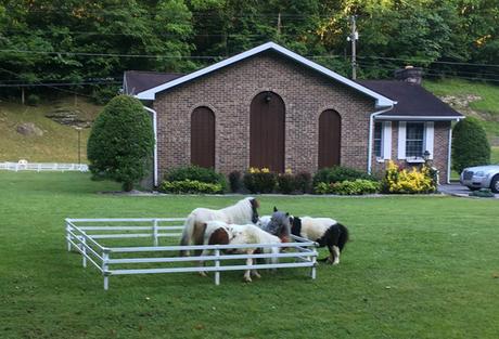 Hatfield McCoy Mini-dwarf horses at mile 10 of Marathon