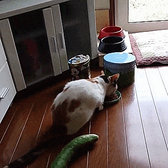 cat cumcumber small