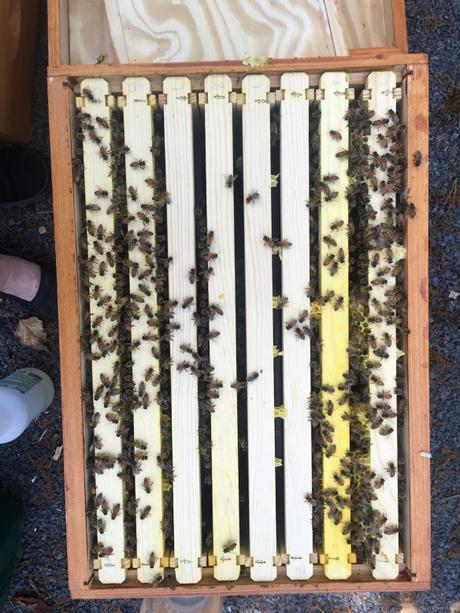 hive body and frames.jpg