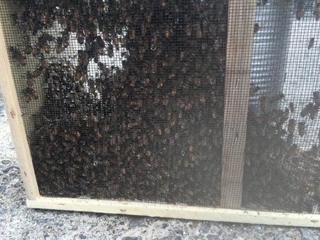 bee package.JPG