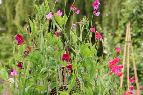 sweet peas