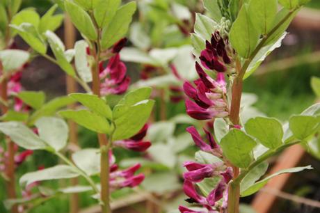 crimson flowered broad beans