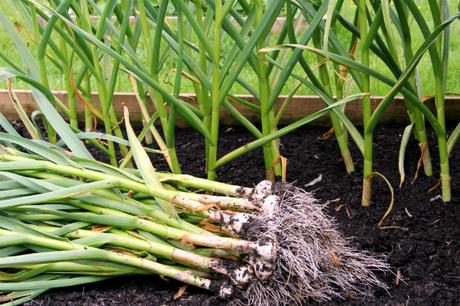 red duke garlic