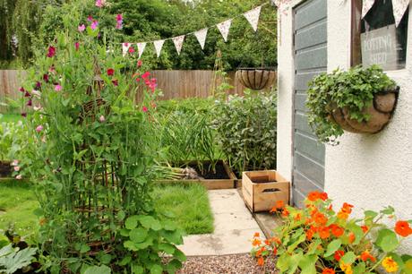 june veg garden