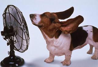 25 Tips for Keeping Cool During the Dog Days of Summer