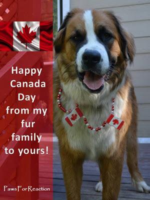 Happy Canada Day dog!