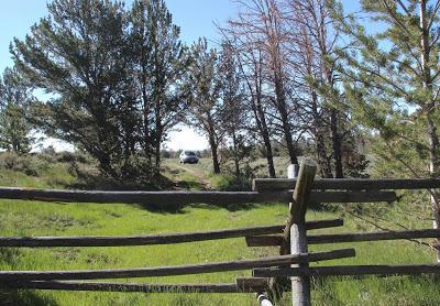 Plants & Rocks: South Pass Rockcress, South Pass Granite