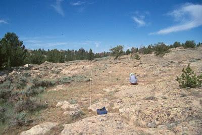 Plants & Rocks: South Pass Rockcress, South Pass Granite