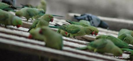 Camera mechanic Sekar ~ struggle with cameras and feeding green parrots !!