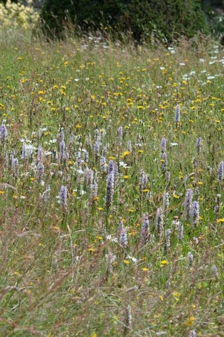 Wildflower meadows at Great Dixter with orchids and Hay rattle and knapweed