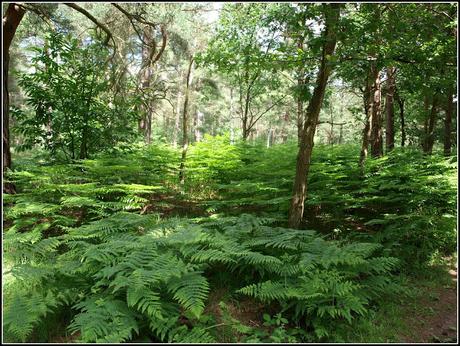 Walking in the woods