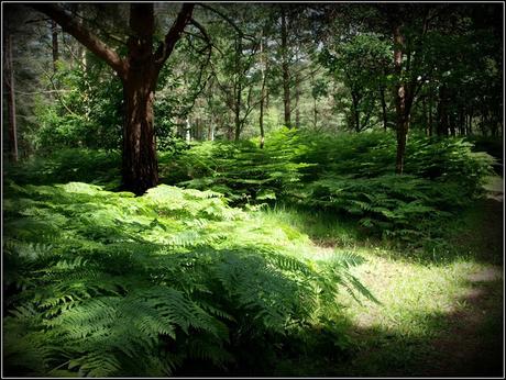 Walking in the woods