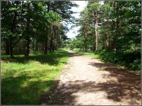 Walking in the woods