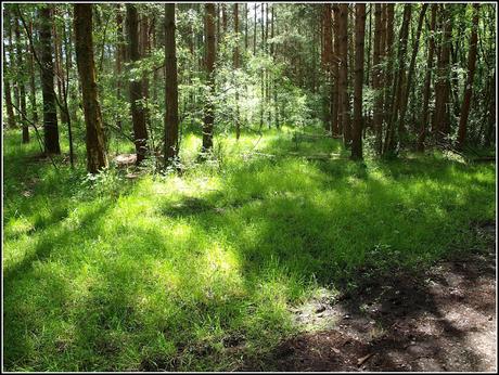 Walking in the woods