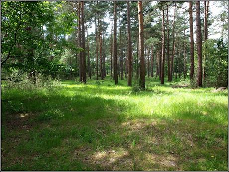 Walking in the woods