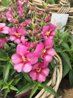 The first East Midlands Flower Show