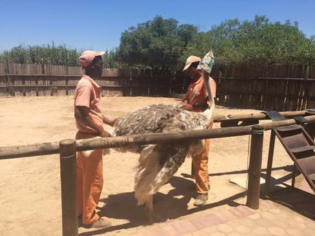 Ostrich Riding in Oudtshoorn, South Africa