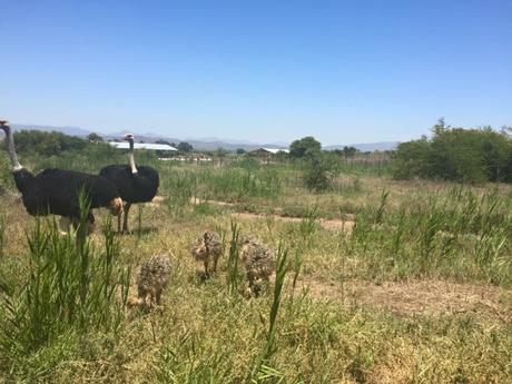 Ostrich Riding in Oudtshoorn, South Africa